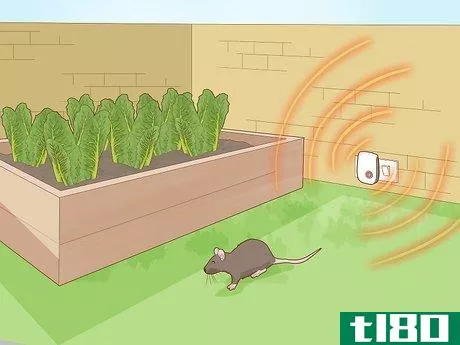 Image titled Keep Rats Out of a Vegetable Garden Step 13