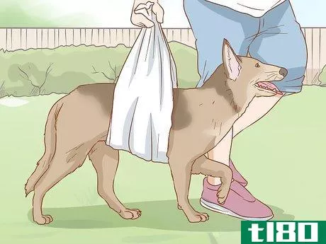 Image titled Help a Dog Recover from a Broken Leg Step 5
