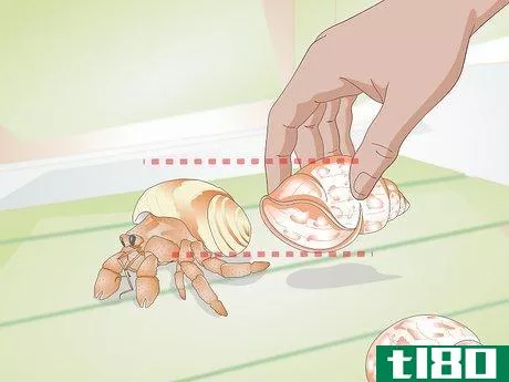 Image titled Help a Hermit Crab Change Shells Step 2