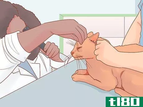Image titled Know if Your Cat Is Afraid of Something Step 20