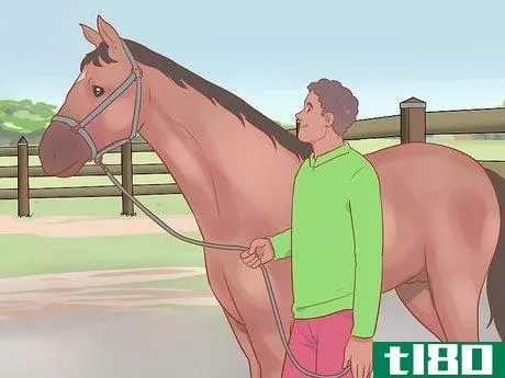 Image titled Handle and Control a Stallion Step 2