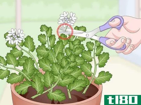 Image titled Grow Cilantro Indoors Step 18