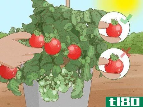 Image titled Grow Tomatoes in Pots Step 15