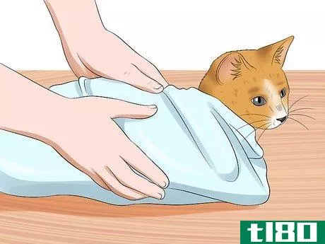 Image titled Give a Cat an Enema at Home Step 8