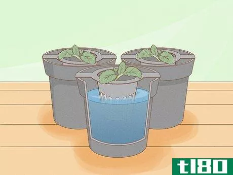 Image titled Grow Plants Using Hydroponics Step 11