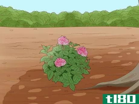 Image titled Get Hydrangeas to Bloom Step 3
