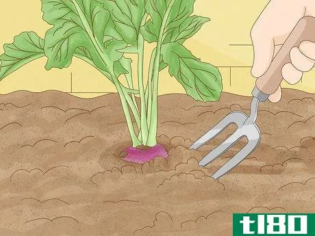 Image titled Harvest Turnips Step 9