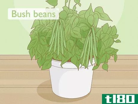 如何在室内种植绿豆(grow green beans indoors)