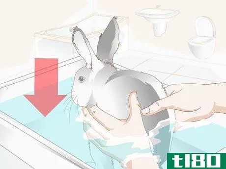 Image titled Keep Your Rabbits Cool on a Sunny Hot Day Step 15