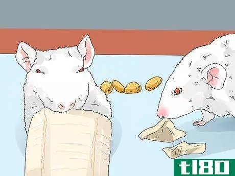 Image titled Introduce a New Pet Rat to Another Rat Step 6