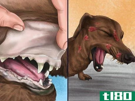 Image titled Help a Dog Suffering from Trauma Step 6