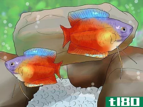 Image titled Know Which Fish to Put Together in a Tank Step 5