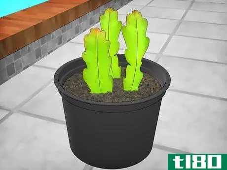 Image titled Grow Epiphyllum Cactus Step 3