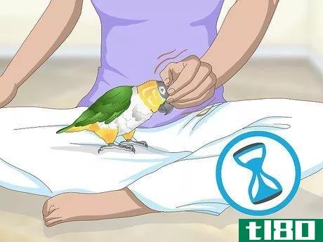 Image titled Handle Your Caique Parrot Step 6