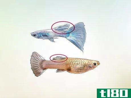 Image titled Identify Male and Female Guppies Step 5