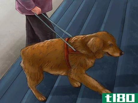 Image titled Help a Dog Overcome Its Fear of Stairs Step 7