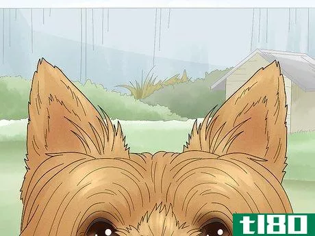 Image titled Identify a Silky Terrier Step 4