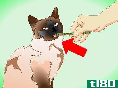 Image titled Groom a Siamese Cat Step 10