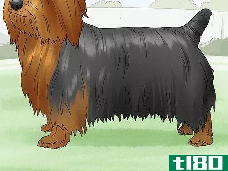 Image titled Identify a Silky Terrier Step 9
