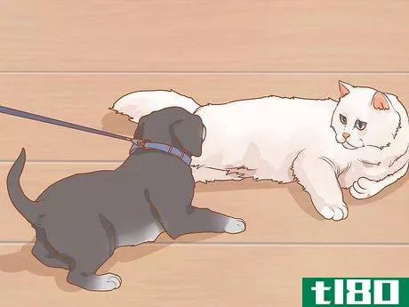 Image titled Introduce a New Puppy to the Resident Cat Step 6