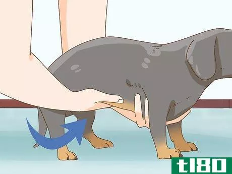 Image titled Hold a Dachshund Properly Step 2