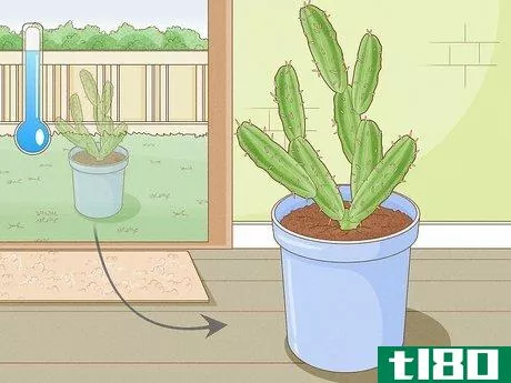 Image titled Grow Cactus in Containers Step 12