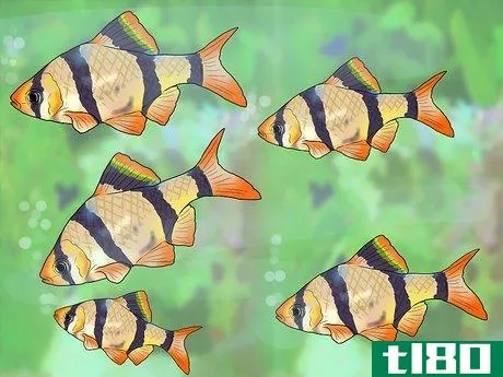 Image titled Know Which Fish to Put Together in a Tank Step 11