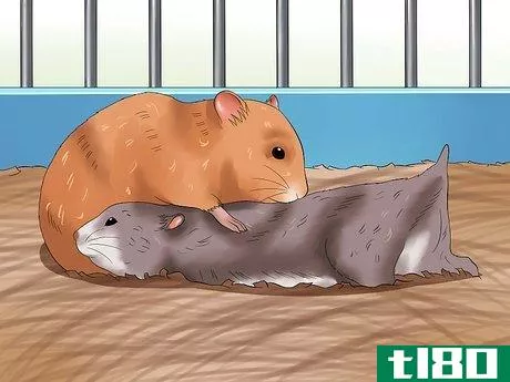 Image titled Get Hamsters to Stop Fighting Step 5