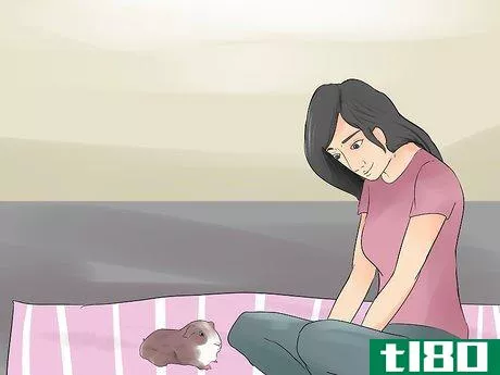 Image titled Introduce Your Guinea Pig to Floor Time Step 16