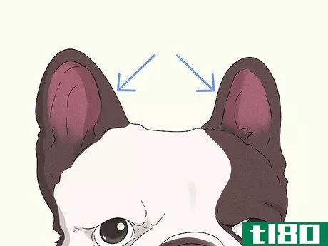Image titled Identify a French Bulldog Step 2