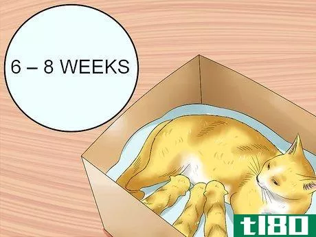 Image titled Give Newborn Kittens Away Step 6