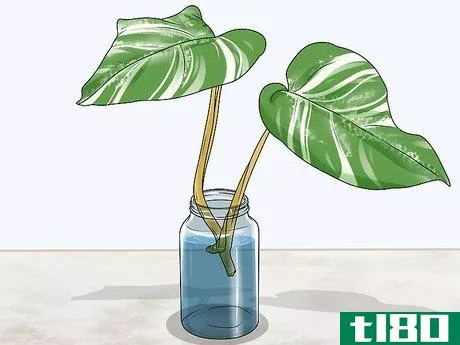 Image titled Grow Variegated Monstera Step 2