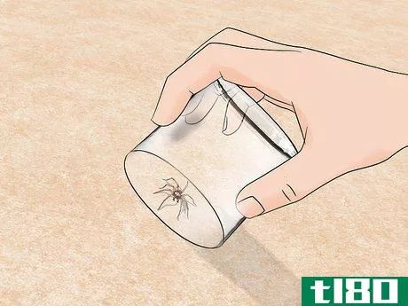 Image titled Get Rid of Spiders on an Outside Desk Step 11