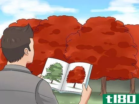 Image titled Identify Oak Trees Step 2