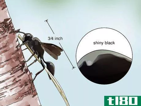 Image titled Identify Wasps Step 10