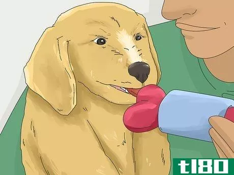 Image titled Get a Puppy to Stop Growling when You Pick Them Up Step 13