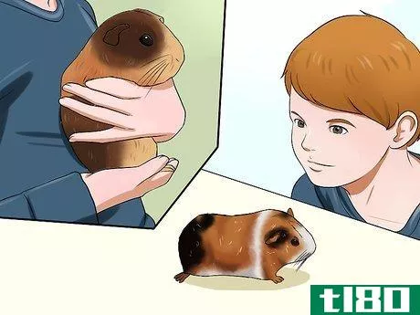 Image titled Get Your Guinea Pig to Stop Biting You Step 8