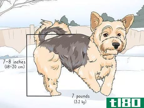Image titled Identify a Yorkshire Terrier Step 1