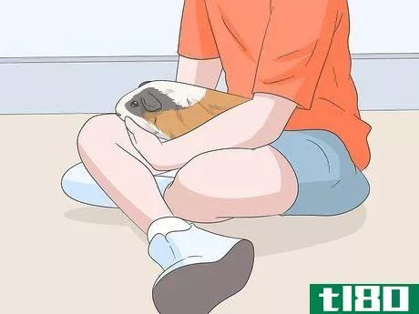 Image titled Hold a Guinea Pig Step 18