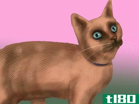 Image titled Identify a Siamese Cat Step 4