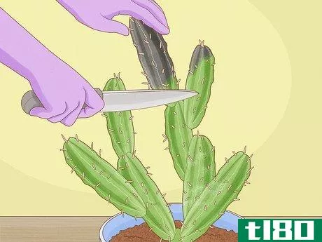 Image titled Grow Cactus in Containers Step 14