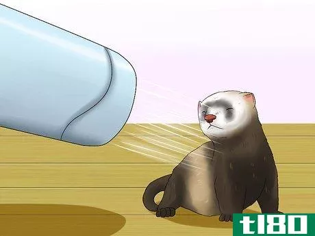 Image titled Keep Your Ferret's Hair Healthy Step 10