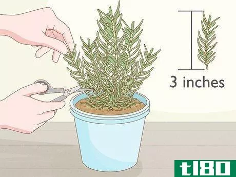 Image titled Grow Rosemary Indoors Step 1