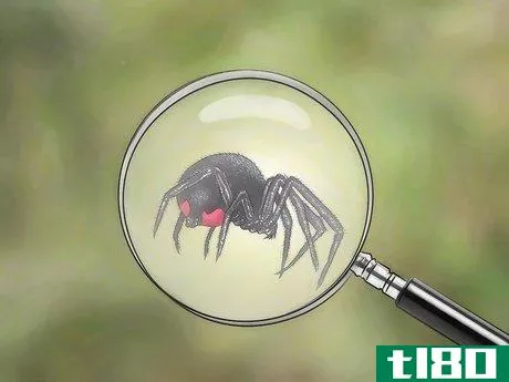 Image titled Identify and Treat Black Widow Spider Bites Step 7