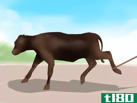 Image titled Halter Train Cattle Step 1