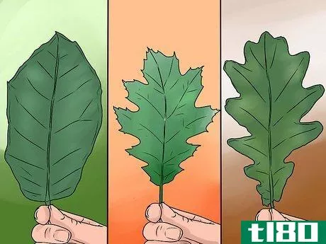 Image titled Identify Oak Leaves Step 6