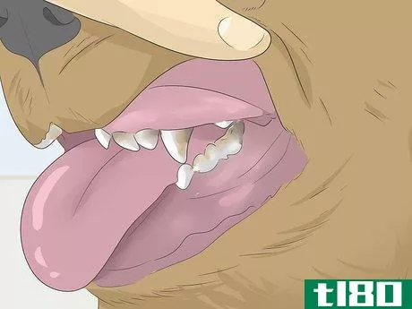 Image titled Groom a Dog's Face Step 10