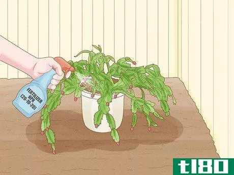 Image titled Get a Christmas Cactus to Bloom Step 3