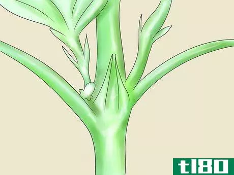 Image titled Grow Marijuana Hydroponically Step 14