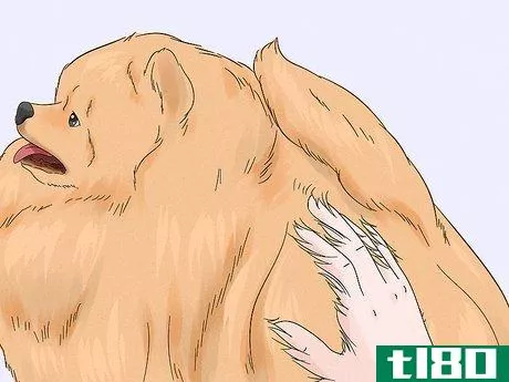 Image titled Identify a Pomeranian Step 7
